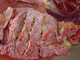 Dos casos de tuberculosis bovina en Puebla