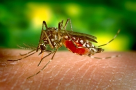 El mosquito portador del dengue se manifiesta en la Sierra Norte de Puebla