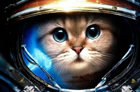 ¿Cuántos gatos hay en Internet?